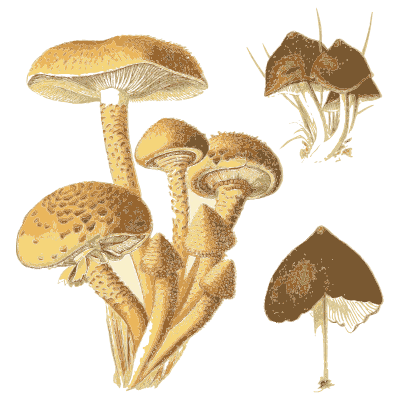 Cluster of scaly honey fungus - Atlas des Champignons Comestibles et Veneneux - 1891