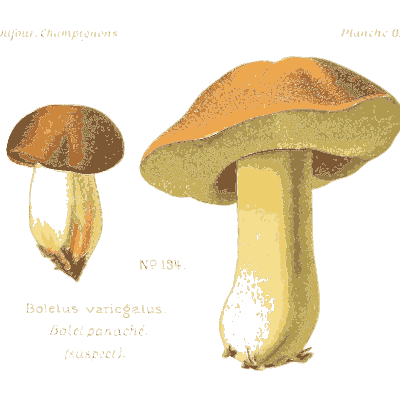 Olive capped bolete - Atlas des Champignons Comestibles et Veneneux - 1891