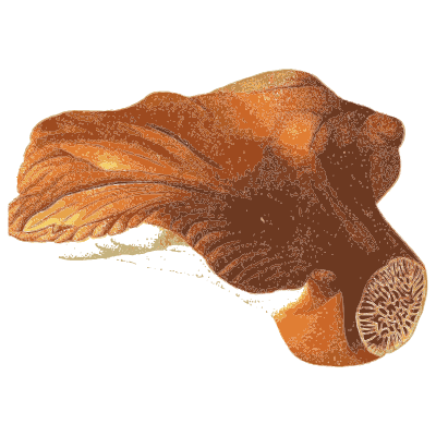 Beefsteak bracket fungus - Atlas des Champignons Comestibles et Veneneux - 1891
