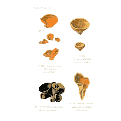 Orange cup fungi and black knots - Atlas des Champignons Comestibles et Veneneux - 1891