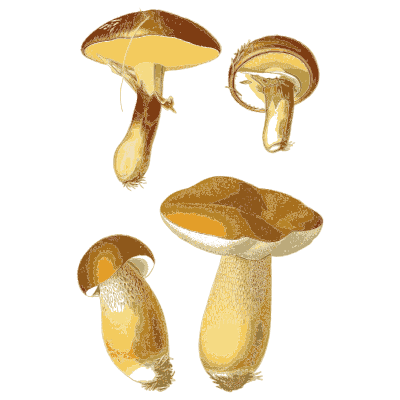 Pale stemmed boletes - Atlas des Champignons Comestibles et Veneneux - 1891