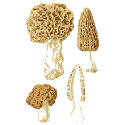 Morels with honeycombed caps - Atlas des Champignons Comestibles et Veneneux - 1891
