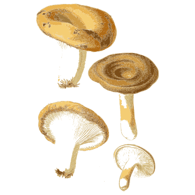 Hollow capped mushrooms - Atlas des Champignons Comestibles et Veneneux - 1891