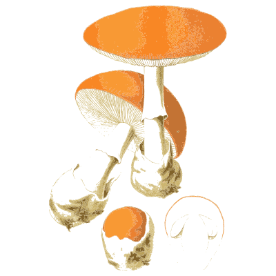 Bright orange cap on a slim stem - Atlas des Champignons Comestibles et Veneneux - 1891