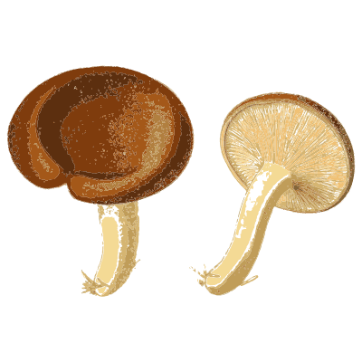 Fan caps and a brown dome - Atlas des Champignons Comestibles et Veneneux - 1891