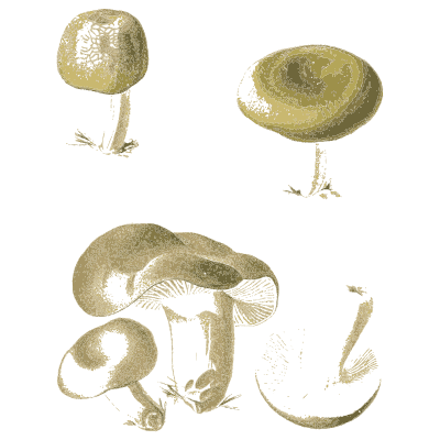 Grey green capped mushrooms - Atlas des Champignons Comestibles et Veneneux - 1891