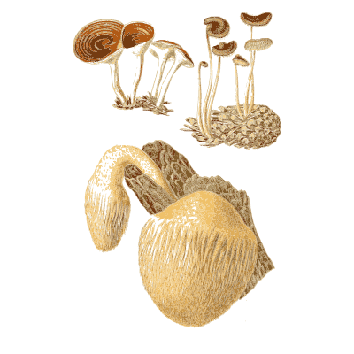 Small orange mushrooms and a brown cap - Atlas des Champignons Comestibles et Veneneux - 1891