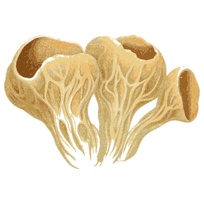 Lobed and veined cup fungus - Atlas des Champignons Comestibles et Veneneux - 1891