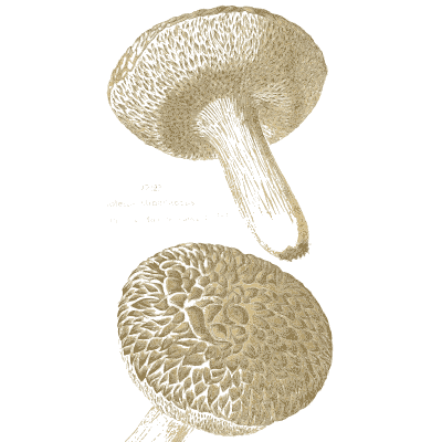 Warted grey cap and a puffball - Atlas des Champignons Comestibles et Veneneux - 1891