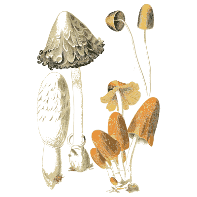 Shaggy inkcaps and small orange caps - Atlas des Champignons Comestibles et Veneneux - 1891