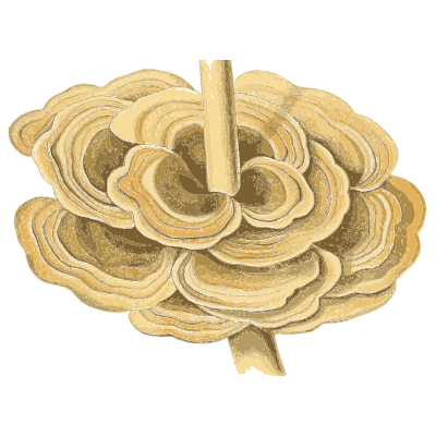 Rosette of banded brackets - Atlas des Champignons Comestibles et Veneneux - 1891