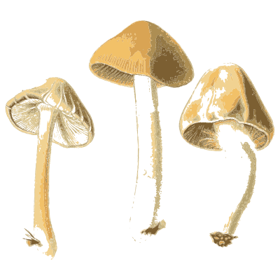 Pale capped mushrooms in several views - Atlas des Champignons Comestibles et Veneneux - 1891