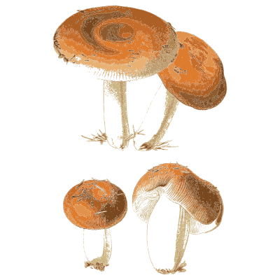 Orange red russulas - Atlas des Champignons Comestibles et Veneneux - 1891