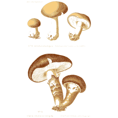Scaly brown caps on ringed stems - Atlas des Champignons Comestibles et Veneneux - 1891