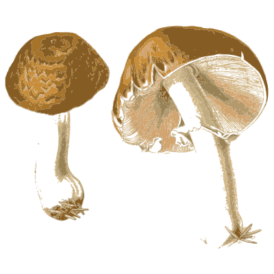 Scaly cap and an upturned pale cap - Atlas des Champignons Comestibles et Veneneux - 1891