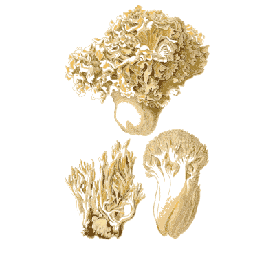 Cauliflower fungus and corals - Atlas des Champignons Comestibles et Veneneux - 1891