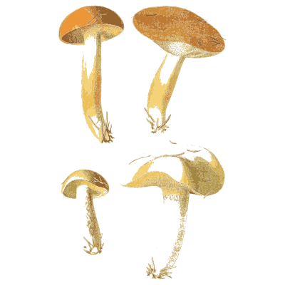 Tan capped mushrooms - Atlas des Champignons Comestibles et Veneneux - 1891