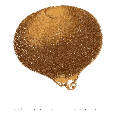 Warted earthball - Atlas des Champignons Comestibles et Veneneux - 1891