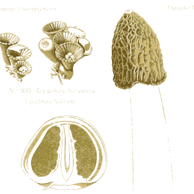 Cup fungi with a green morel - Atlas des Champignons Comestibles et Veneneux - 1891