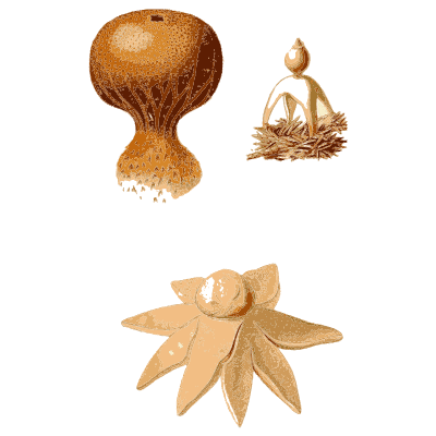 Earthstar with a splayed base - Atlas des Champignons Comestibles et Veneneux - 1891
