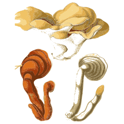 Pale brackets and orange clubs - Atlas des Champignons Comestibles et Veneneux - 1891