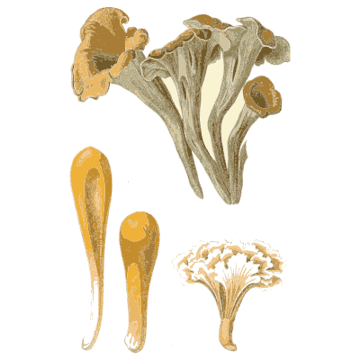 Grey trumpet fungi and clubs - Atlas des Champignons Comestibles et Veneneux - 1891