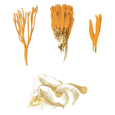 Orange coral fungi - Atlas des Champignons Comestibles et Veneneux - 1891
