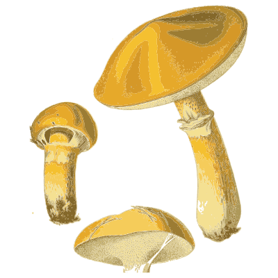 Large yellow bolete - Atlas des Champignons Comestibles et Veneneux - 1891