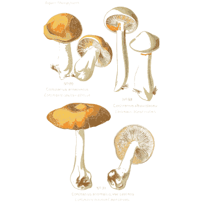 Tawny caps in several views - Atlas des Champignons Comestibles et Veneneux - 1891