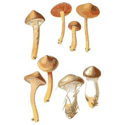 Orange brown caps on curving stems - Atlas des Champignons Comestibles et Veneneux - 1891