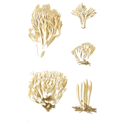 White coral fungus tufts - Atlas des Champignons Comestibles et Veneneux - 1891