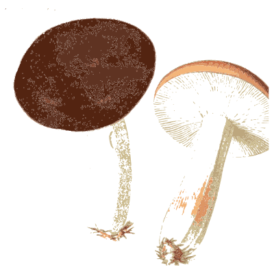 Dark red russula caps - Atlas des Champignons Comestibles et Veneneux - 1891