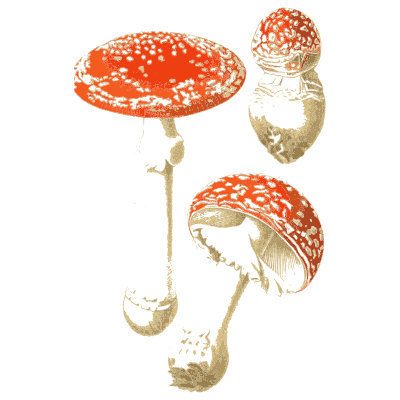 Scarlet fly agaric - Atlas des Champignons Comestibles et Veneneux - 1891