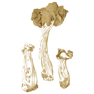 Saddle fungi on fluted stems - Atlas des Champignons Comestibles et Veneneux - 1891