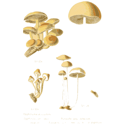 Cluster of small tan caps - Atlas des Champignons Comestibles et Veneneux - 1891