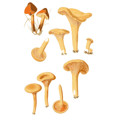 Orange chanterelles - Atlas des Champignons Comestibles et Veneneux - 1891