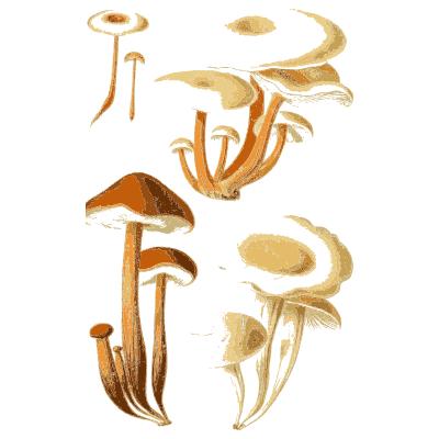 Cluster of orange funnel caps - Atlas des Champignons Comestibles et Veneneux - 1891