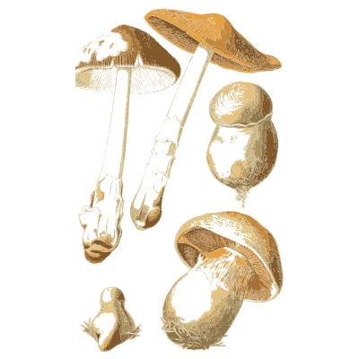 Brown capped mushrooms with sections - Atlas des Champignons Comestibles et Veneneux - 1891