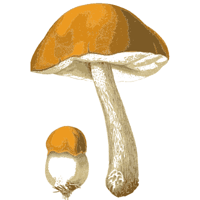 Orange capped bolete - Atlas des Champignons Comestibles et Veneneux - 1891