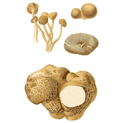 Truffles cut open - Atlas des Champignons Comestibles et Veneneux - 1891