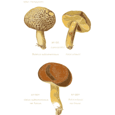 Netted brown boletes - Atlas des Champignons Comestibles et Veneneux - 1891