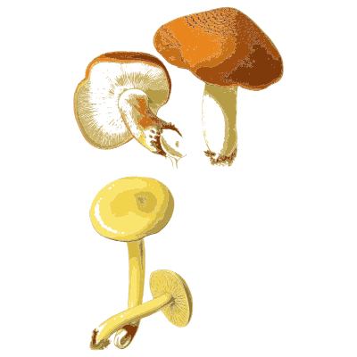 Orange scaly cap and a yellow waxcap - Atlas des Champignons Comestibles et Veneneux - 1891