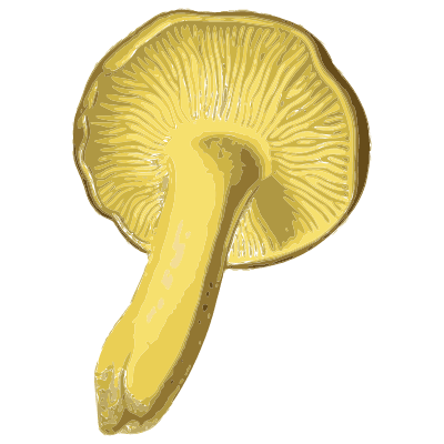 Yellow green capped mushrooms - Atlas des Champignons Comestibles et Veneneux - 1891