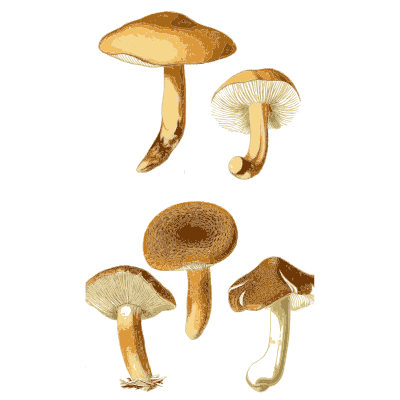 Tan caps on ringed stems - Atlas des Champignons Comestibles et Veneneux - 1891