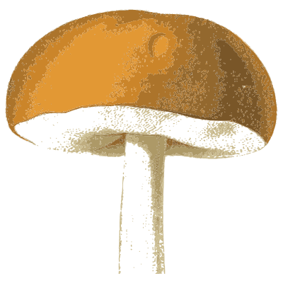 Orange cap on a long thin stem - Atlas des Champignons Comestibles et Veneneux - 1891