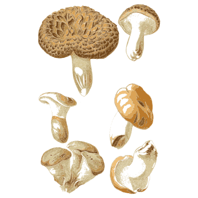 Pitted cap with pale mushrooms - Atlas des Champignons Comestibles et Veneneux - 1891