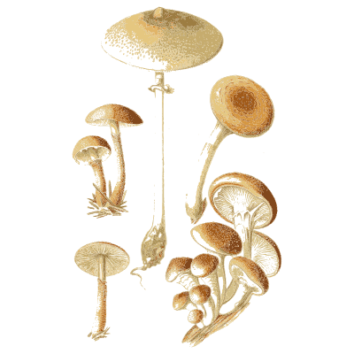 Tall parasol over a cluster - Atlas des Champignons Comestibles et Veneneux - 1891