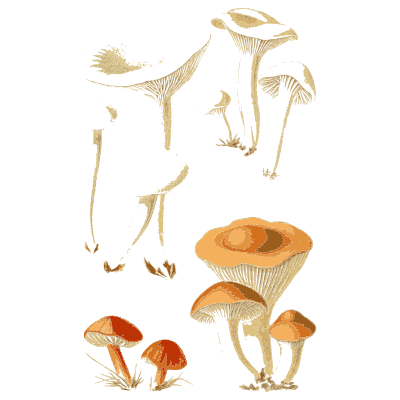 Small funnel caps and an orange cap - Atlas des Champignons Comestibles et Veneneux - 1891
