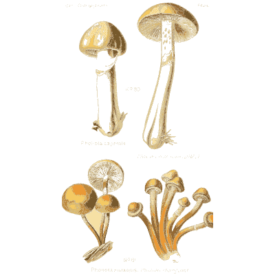 Bell caps on long stems - Atlas des Champignons Comestibles et Veneneux - 1891