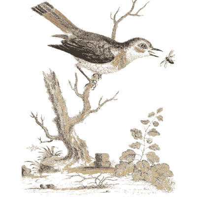 Songbird catching a flying insect - A Natural History of Uncommon Birds - 1743